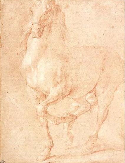 PUGET, Pierre Study of a Horse oil painting image